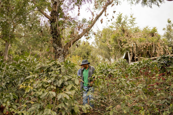 What Is Fair Trade Coffee