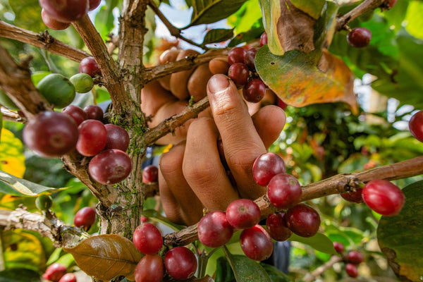 What is Organic Coffee
