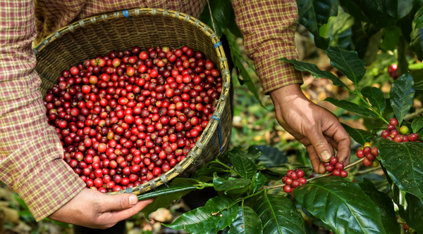 Speciality Coffee Beans Vs Commodity Coffee Beans